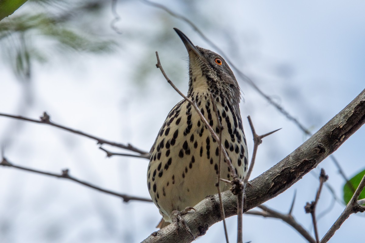 Long-billed Thrasher - ML646994736