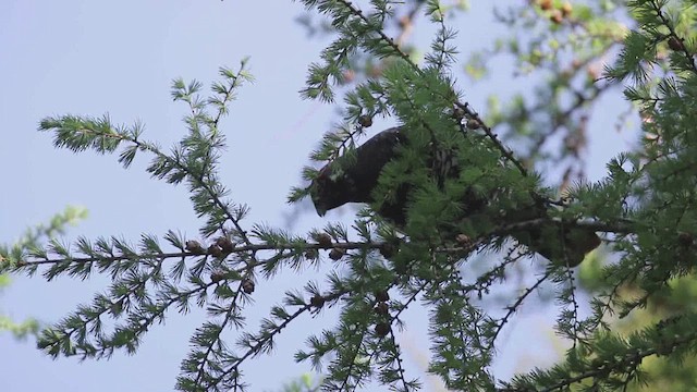 Tannenhuhn - ML646994737