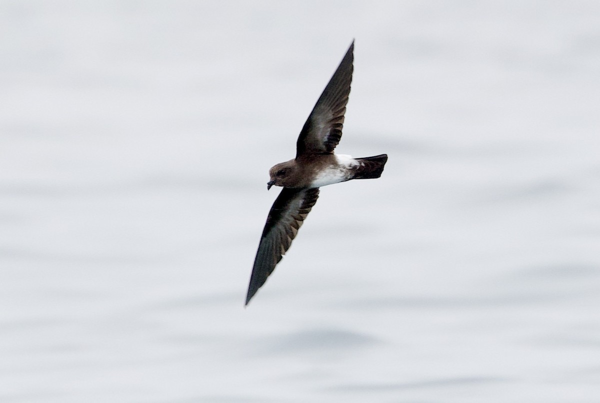 Elliot's Storm-Petrel - ML646994738
