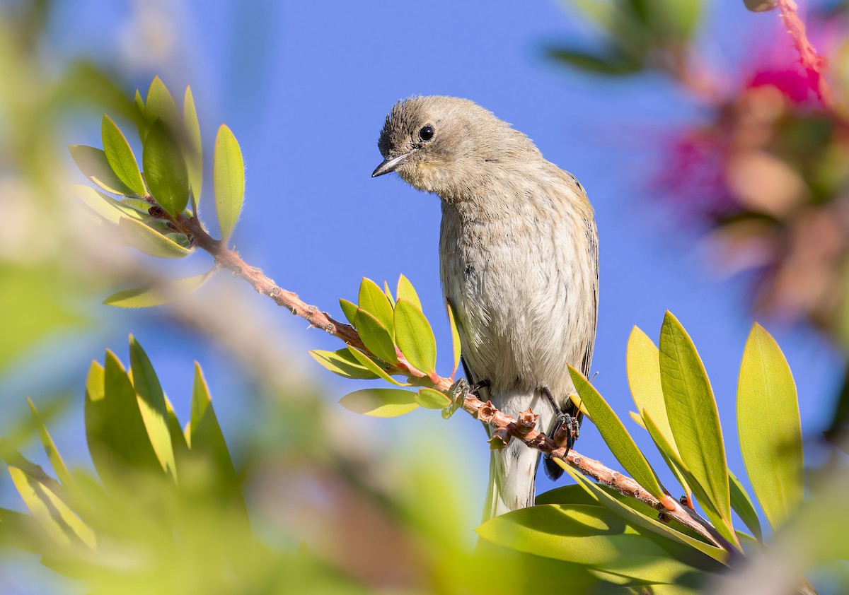 Yellow-rumped Warbler (Audubon's) - ML646994740