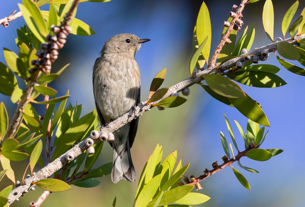 Yellow-rumped Warbler (Audubon's) - ML646994741