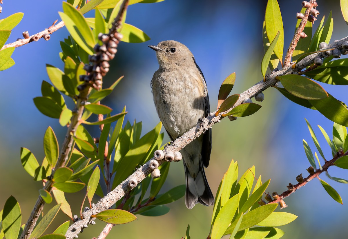 Yellow-rumped Warbler (Audubon's) - ML646994742
