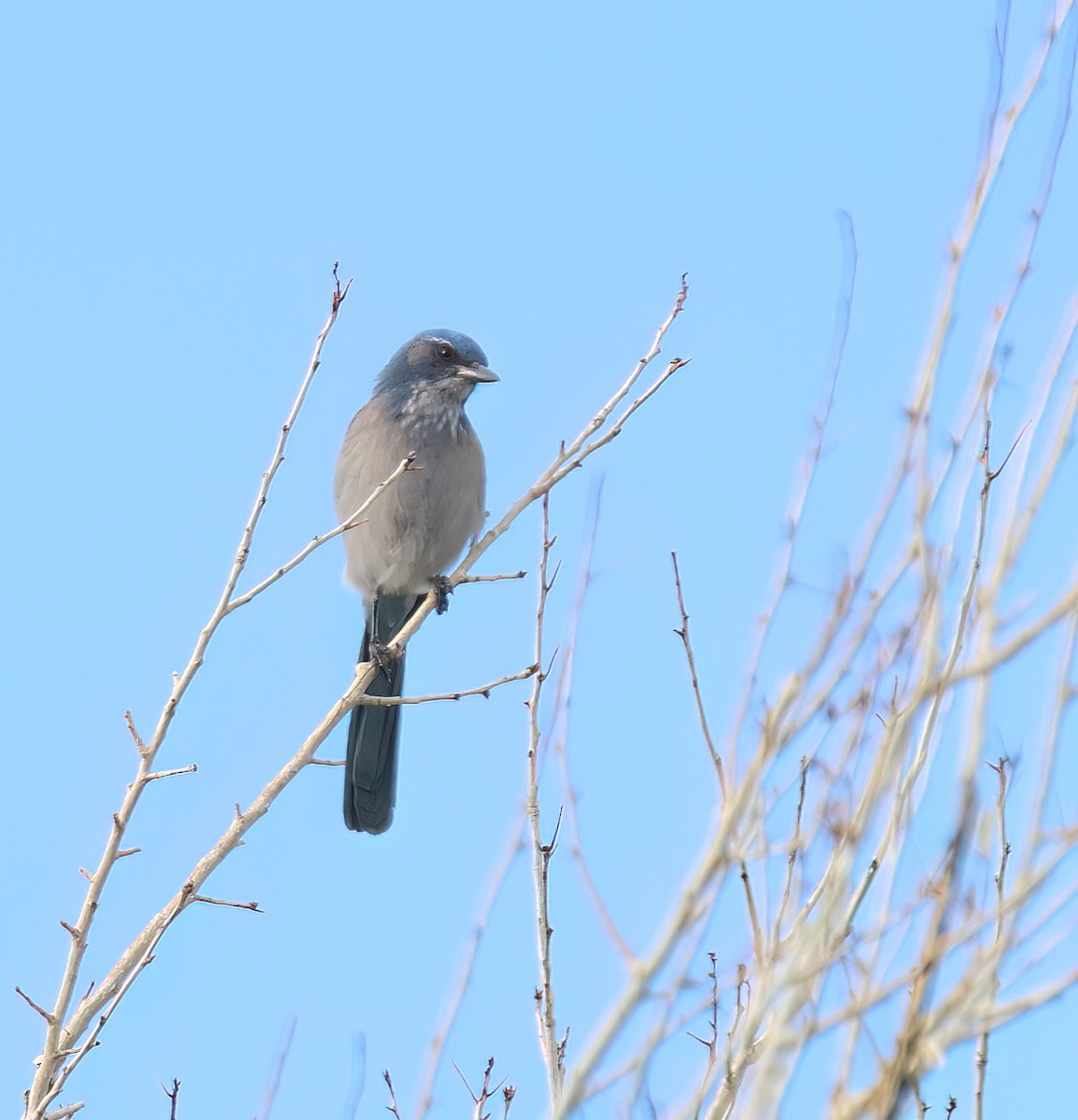 Woodhouse's Scrub-Jay (Woodhouse's) - ML646994746