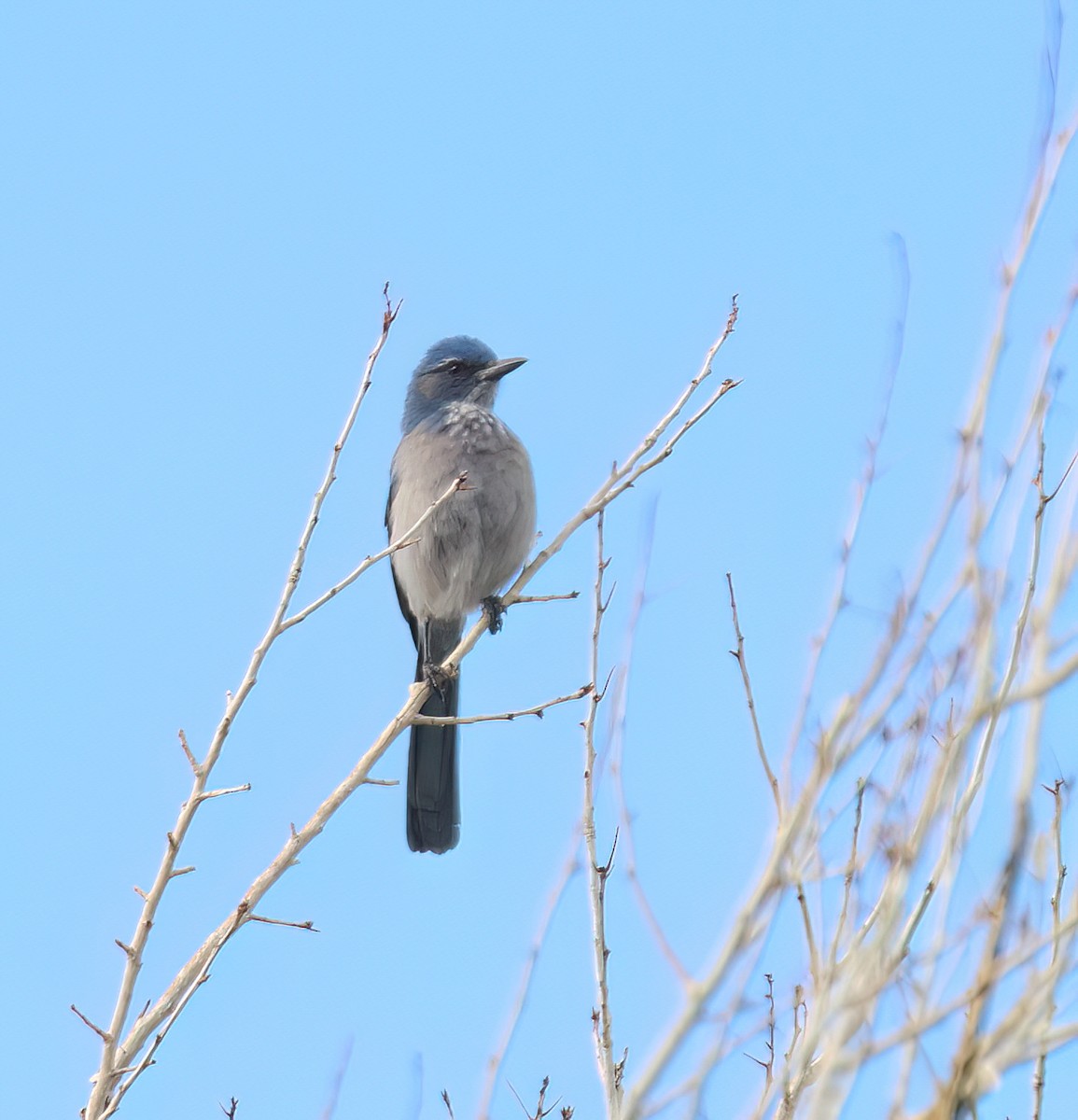 Woodhouse's Scrub-Jay (Woodhouse's) - ML646994747