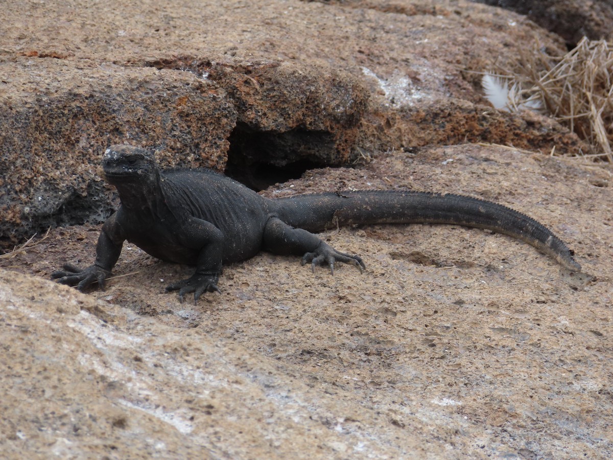 Genovesa Marine Iguana - ML646994748
