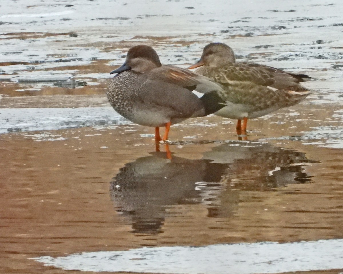 Ipar-ahatea - ML646994749