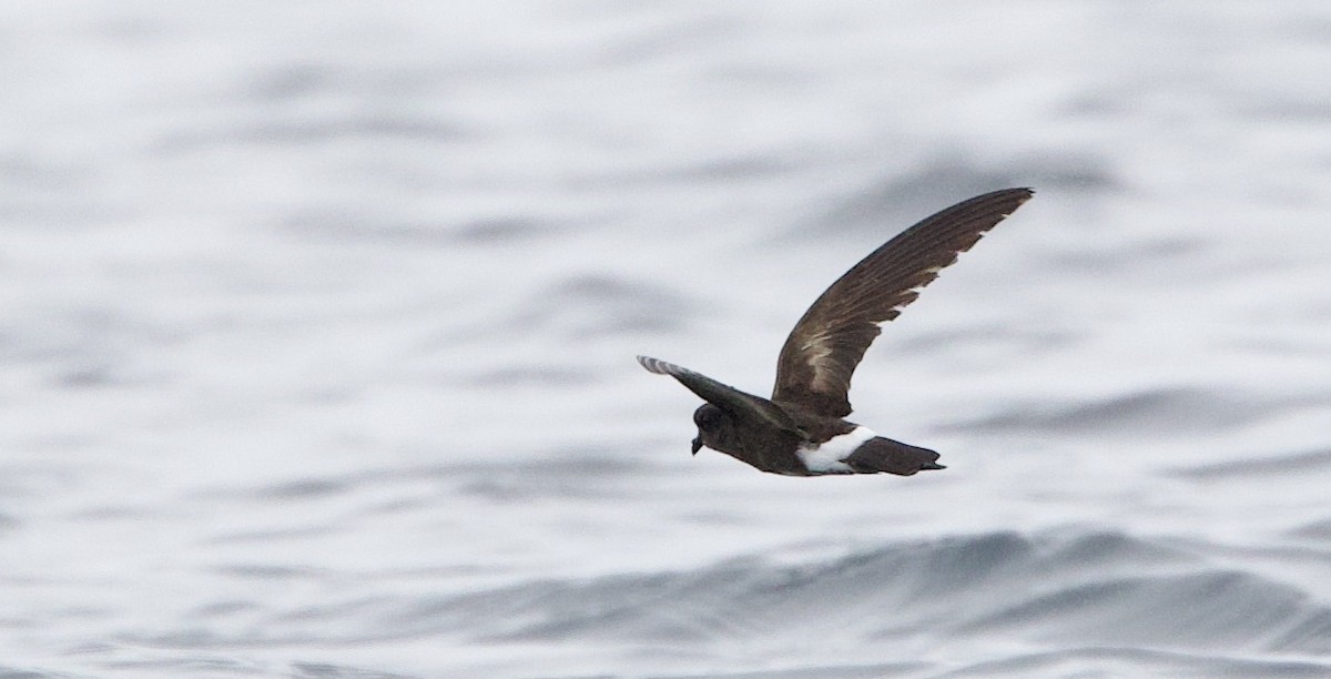 Elliot's Storm-Petrel - ML646994756