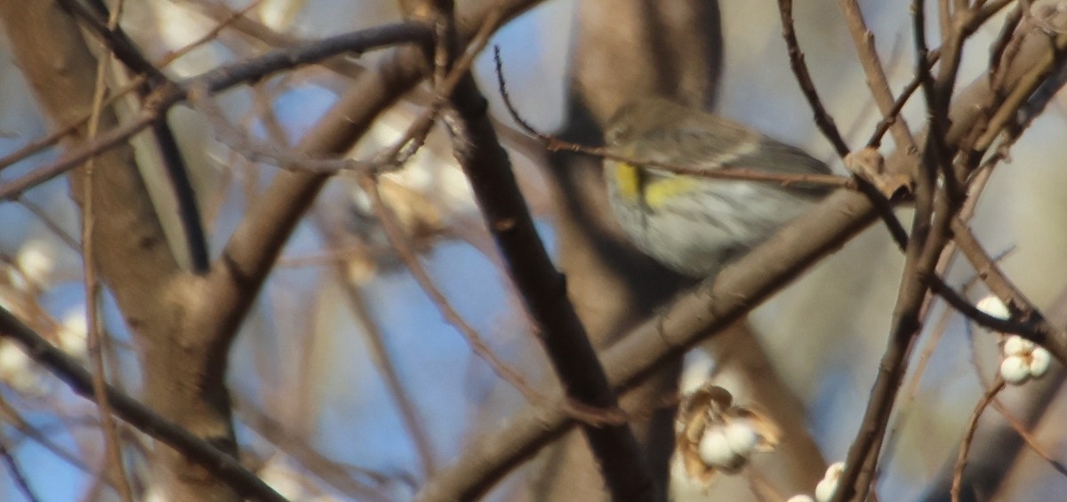 Taçlı Ötleğen - ML646994764