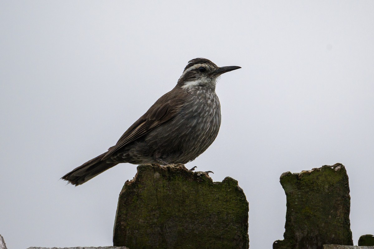 Araukarya Sinklotu - ML646994771