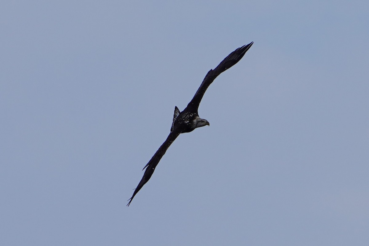 Bald Eagle - ML646994772