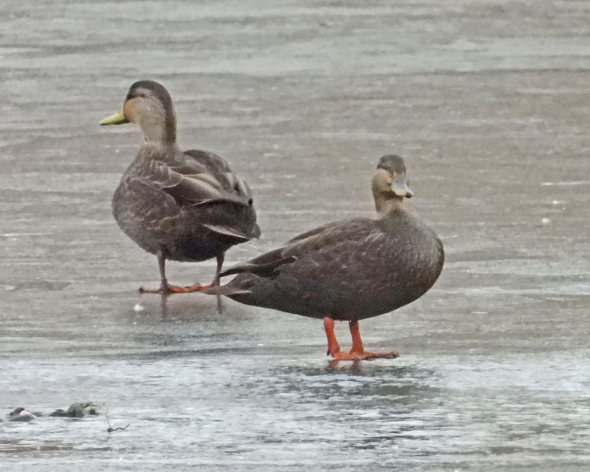 Ahate iluna - ML646994773