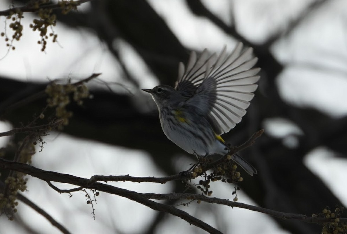 Yellow-rumped Warbler - ML646994777
