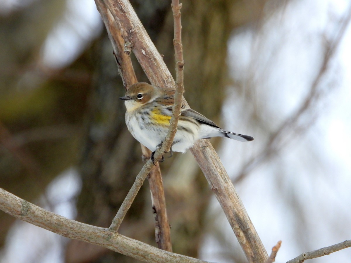 Yellow-rumped Warbler - ML646994779