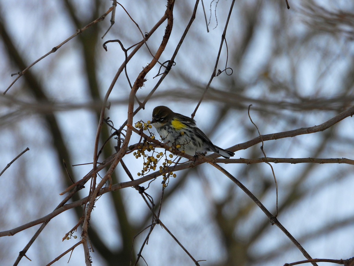 Yellow-rumped Warbler - ML646994780