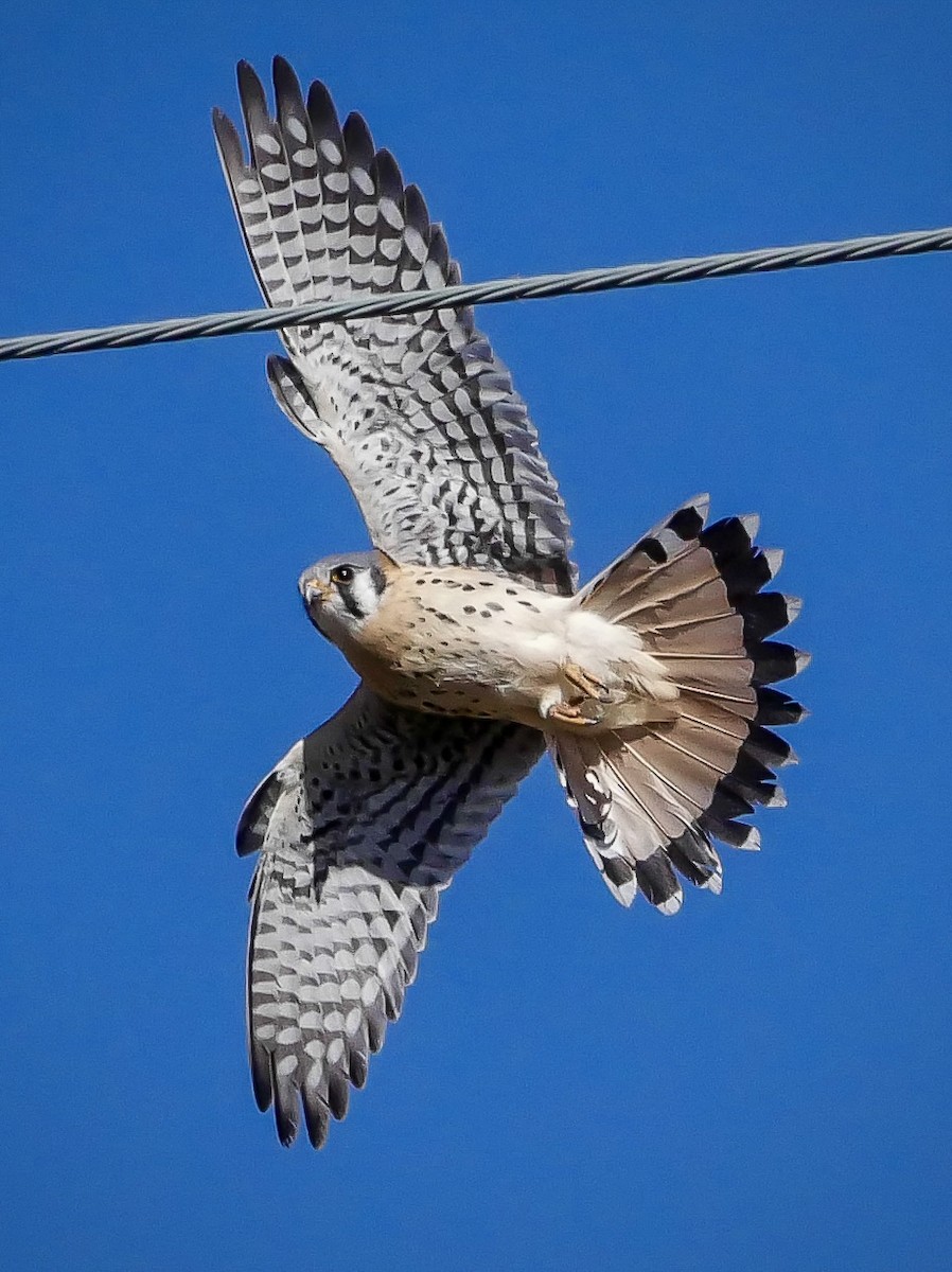 Belatz amerikarra - ML646994781