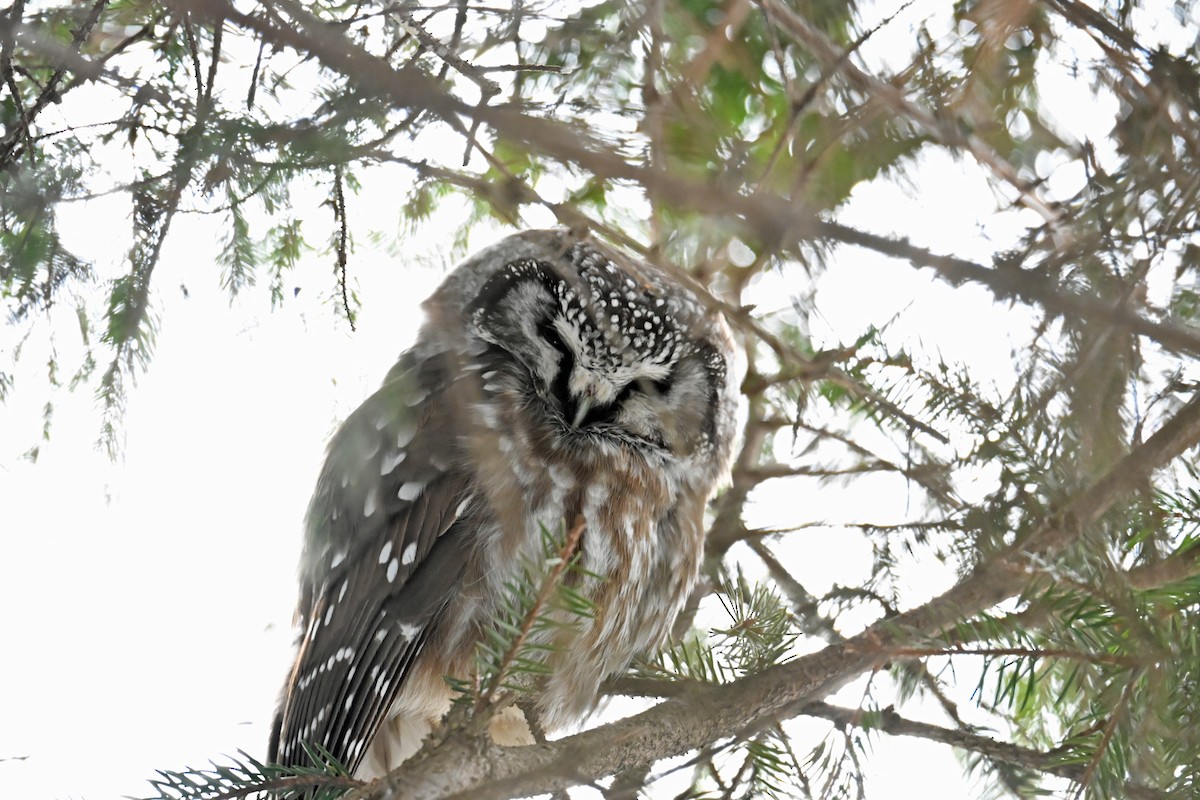 Hontz boreala - ML646994788