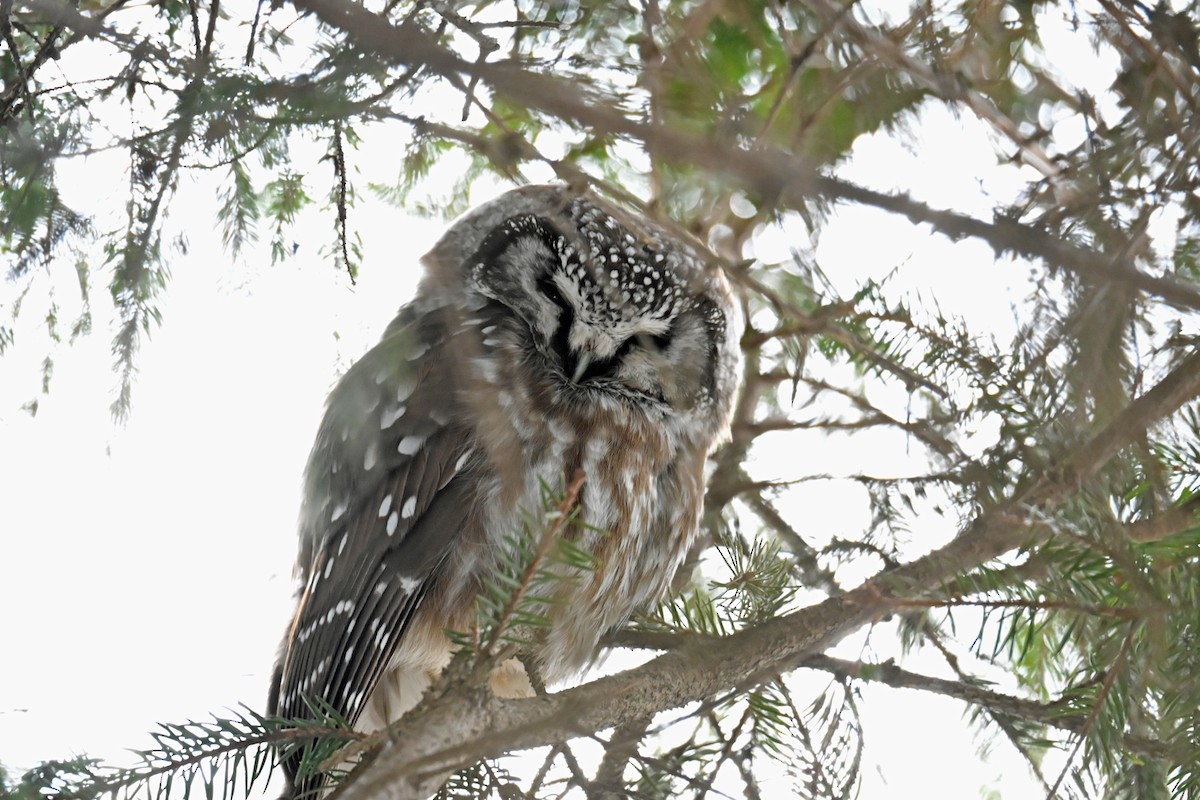 Hontz boreala - ML646994794