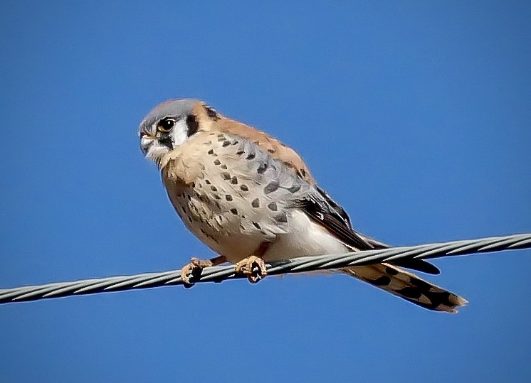 Belatz amerikarra - ML646994796