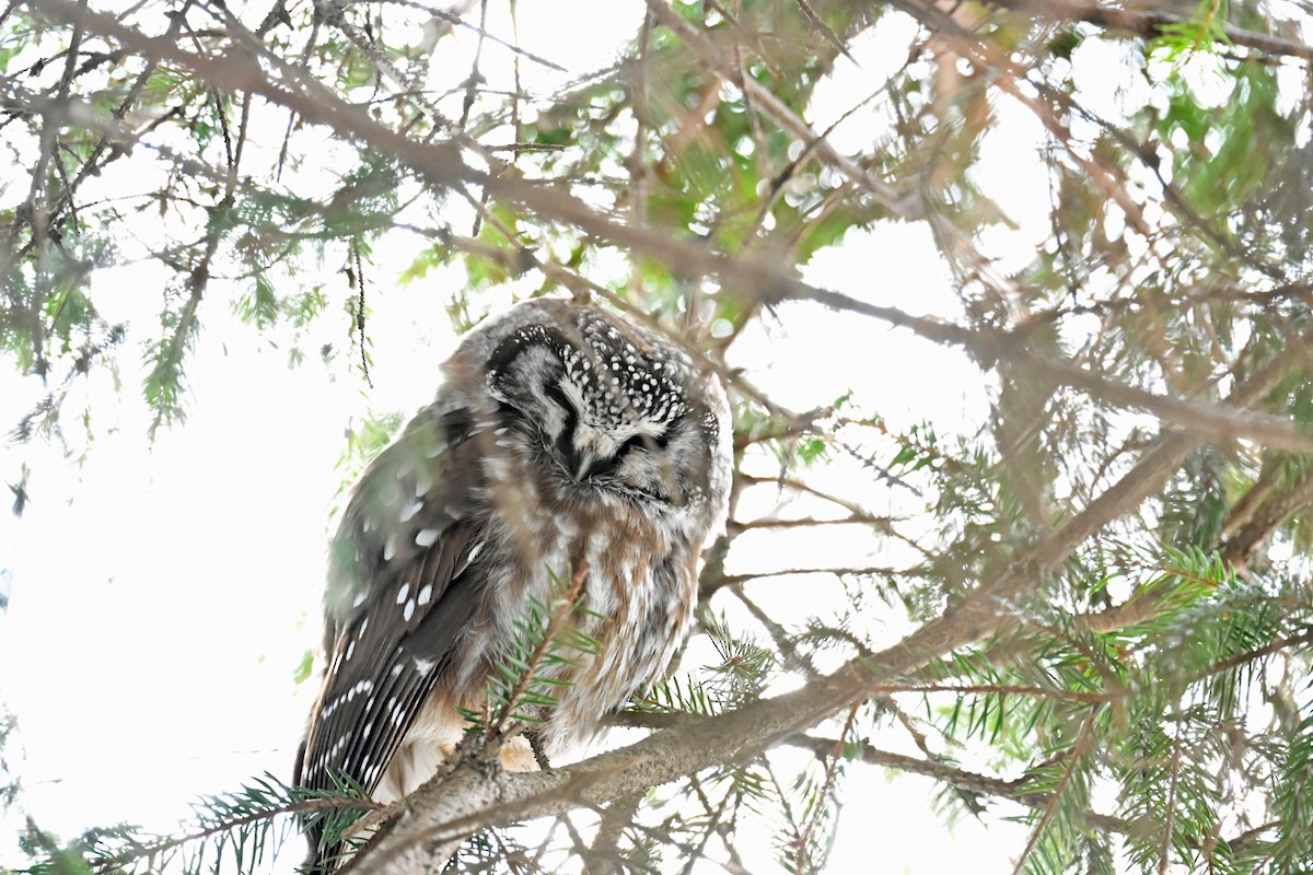 Hontz boreala - ML646994799