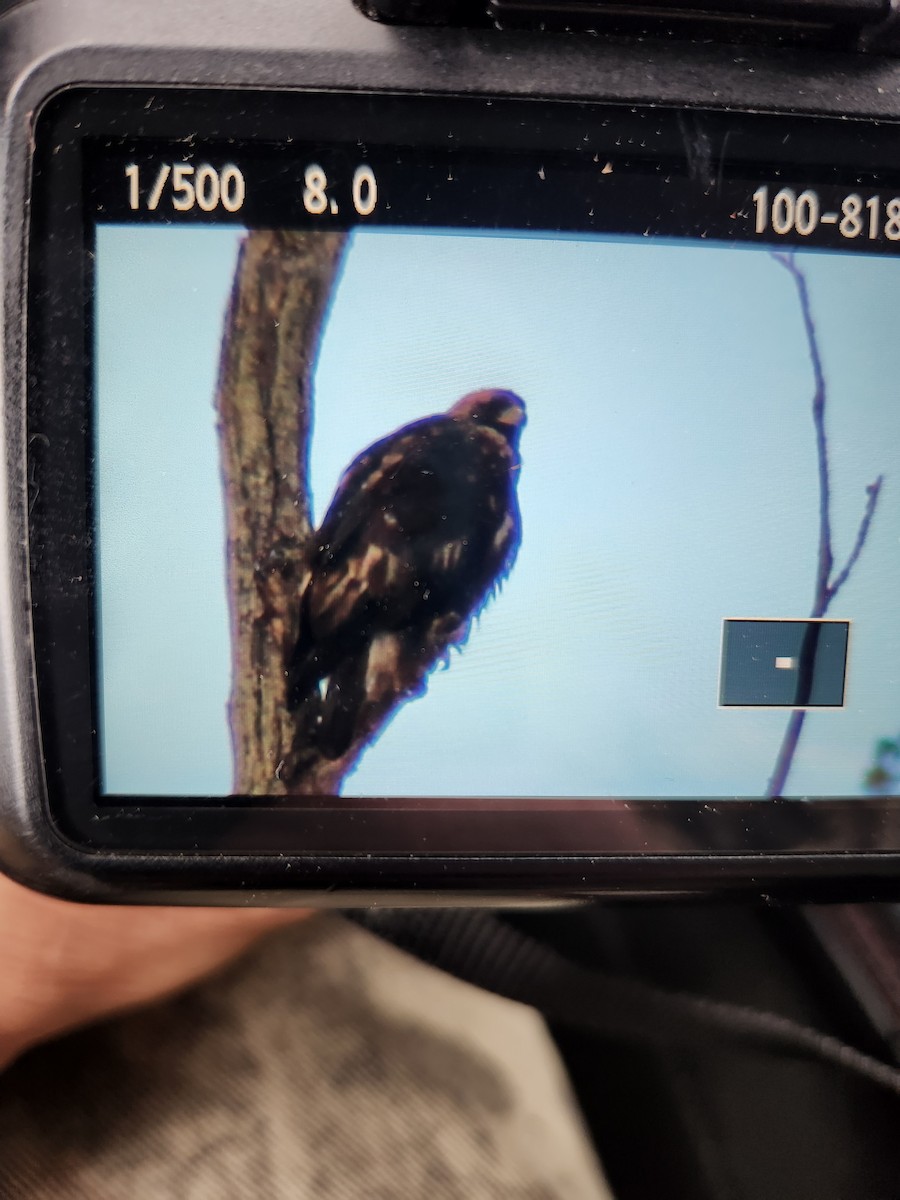 Arrano beltza - ML646994801