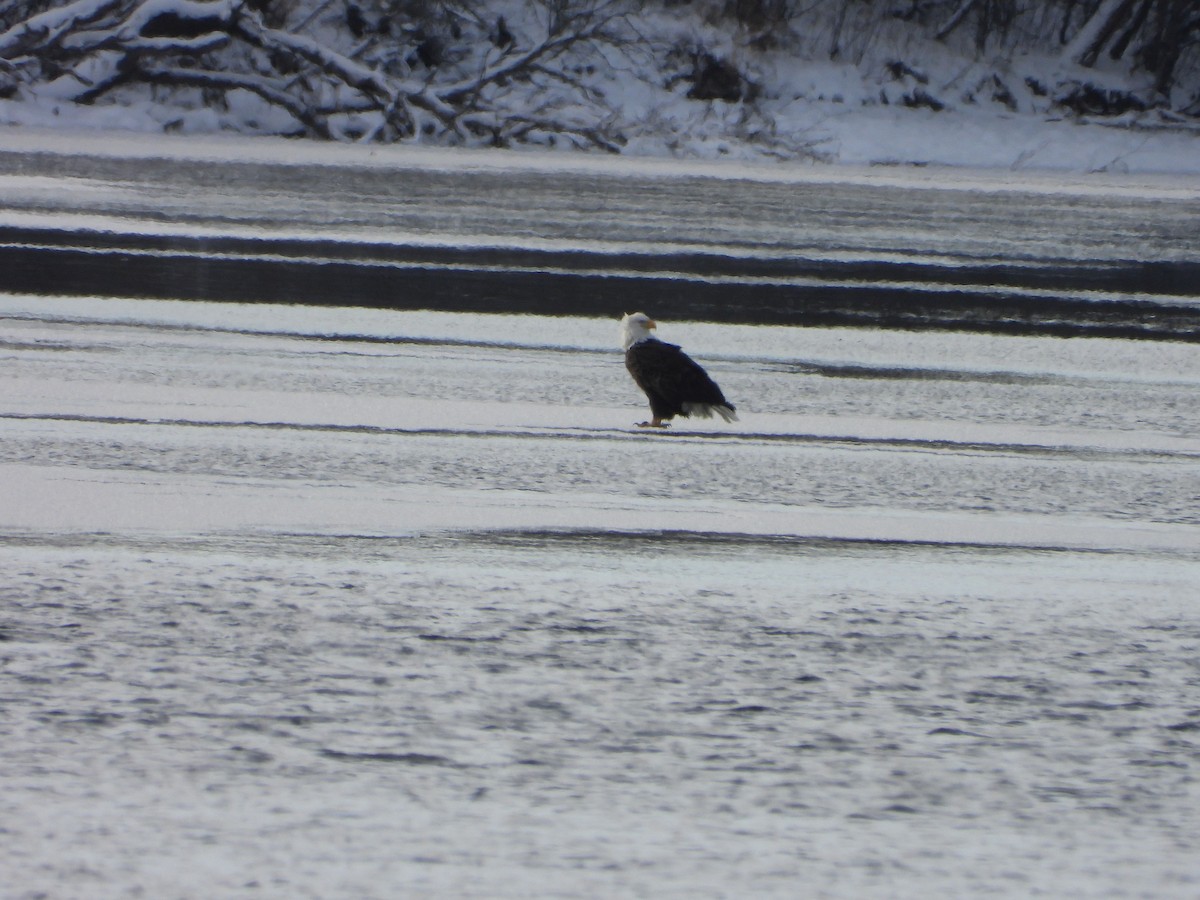 Itsas arrano buruzuria - ML646994802