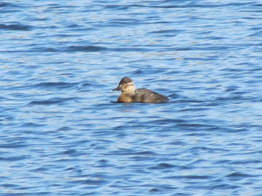 duck sp. - ML646994804