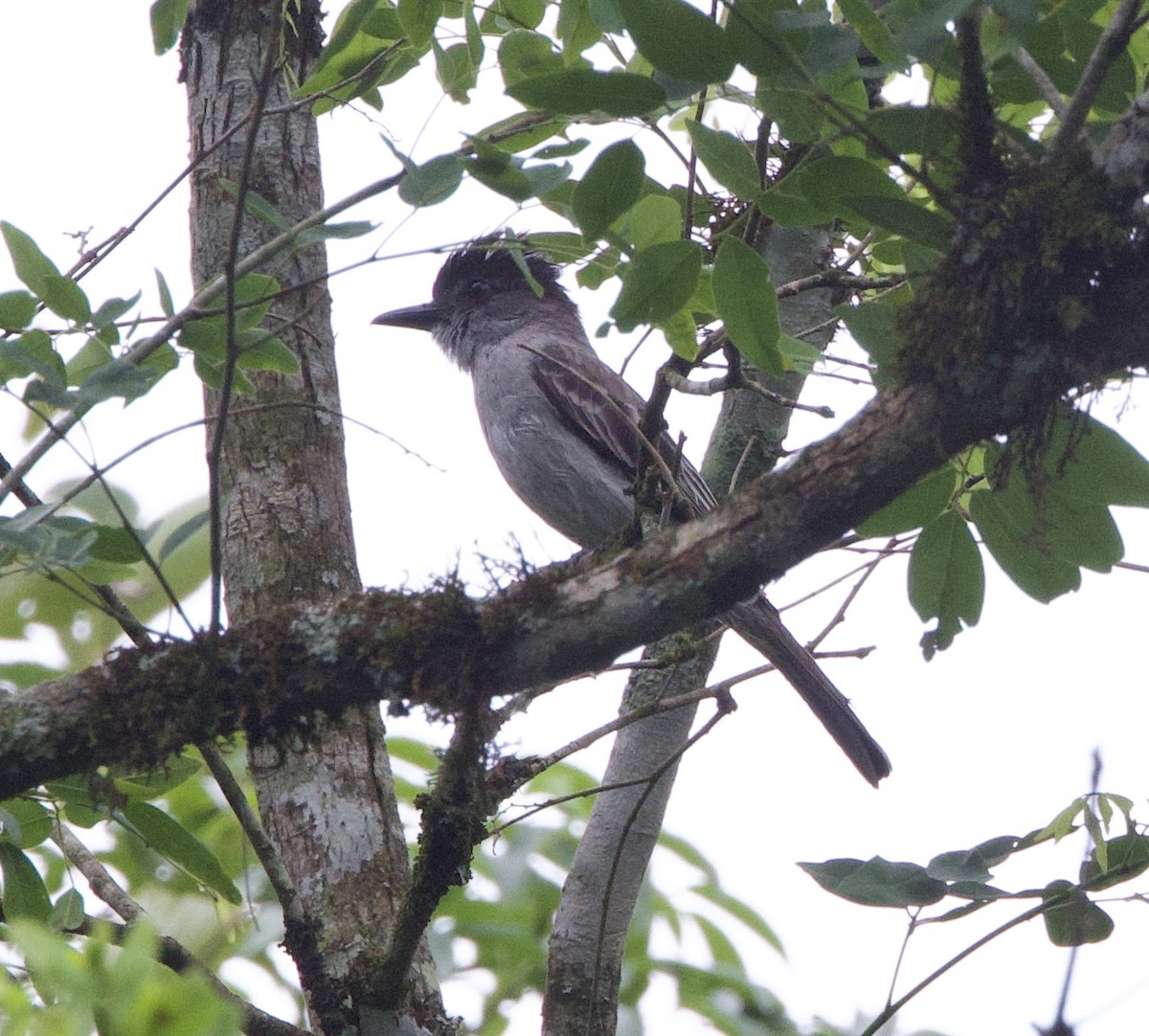 Sibilant Sirystes - ML646994806