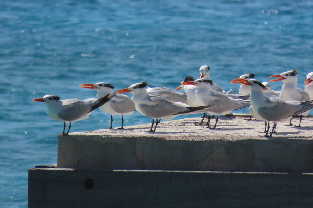 Txenada handi amerikarra - ML646994808