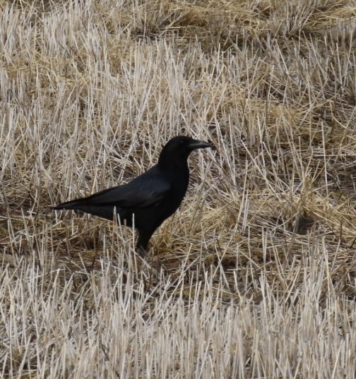 American Crow - ML646994809