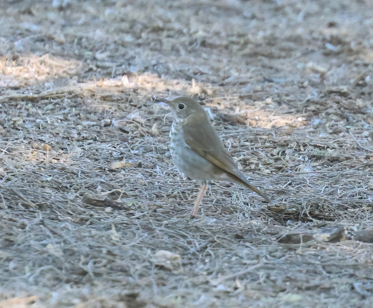 Hermit Thrush - ML646994811