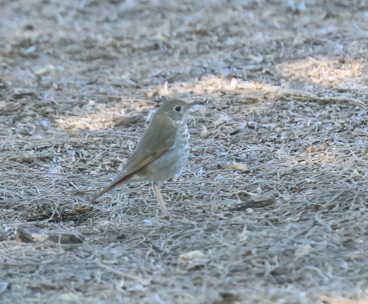 Hermit Thrush - ML646994812