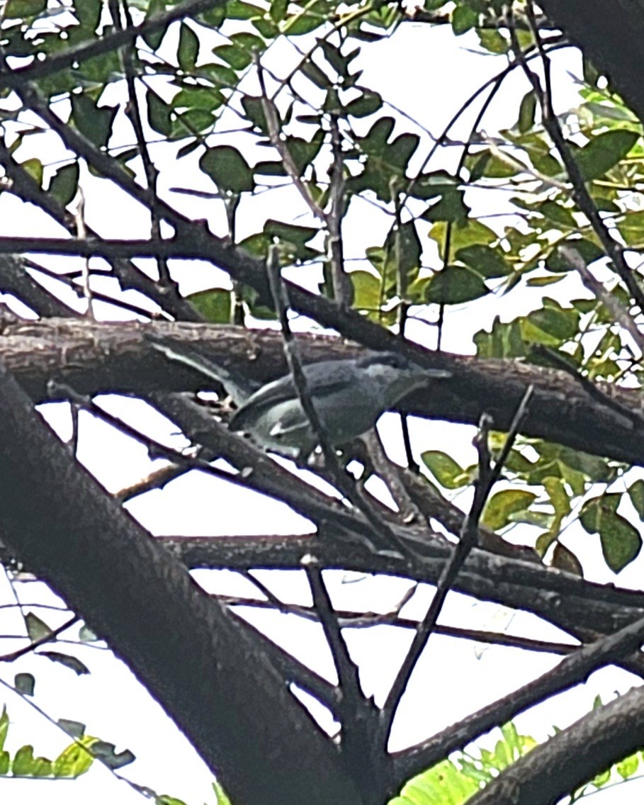 Tropical Gnatcatcher - ML646994813