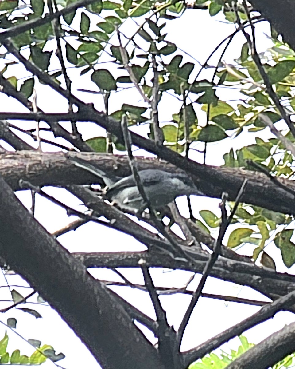 Tropical Gnatcatcher - ML646994814