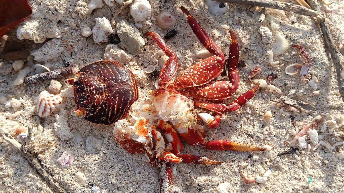 Grapse peint - ML646994815