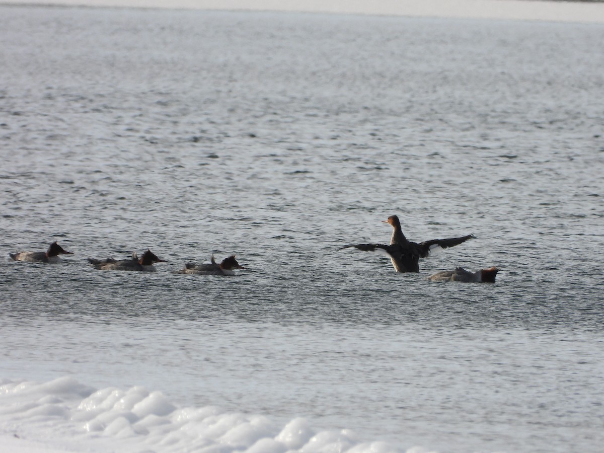 Zerra handia - ML646994816