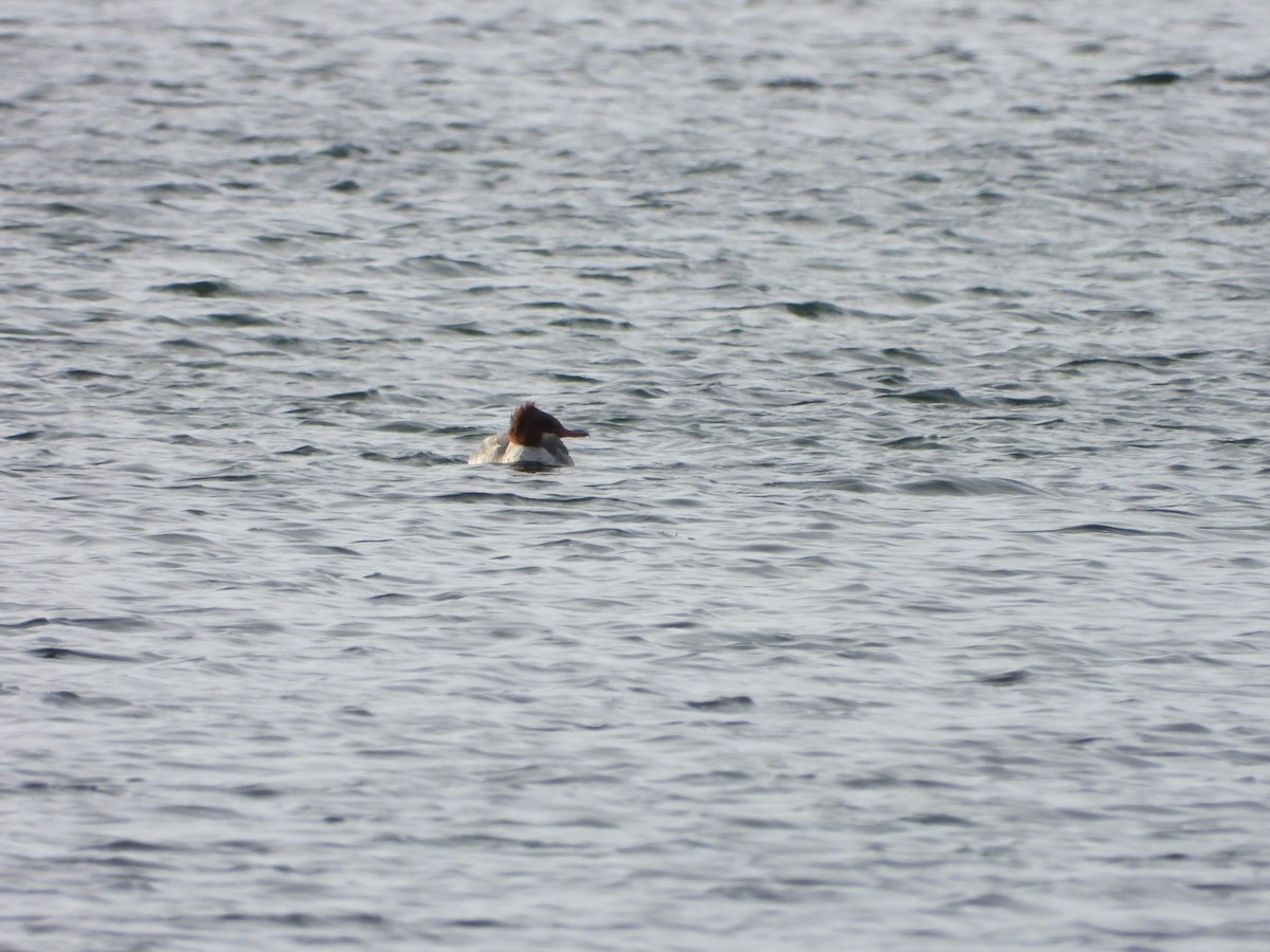 Zerra handia - ML646994817