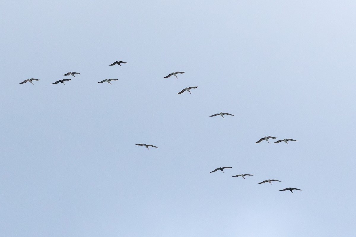 brunpelikan - ML646994829