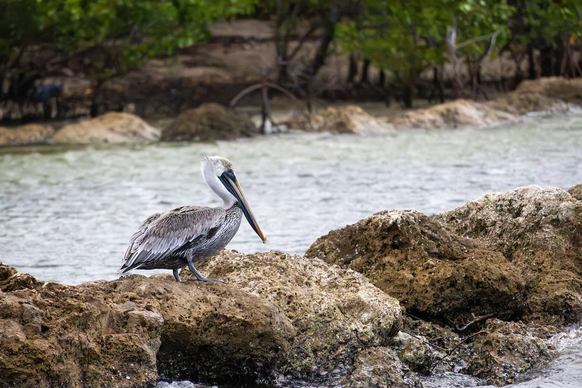 brunpelikan - ML646994831