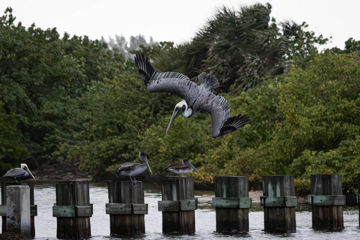 brunpelikan - ML646994832