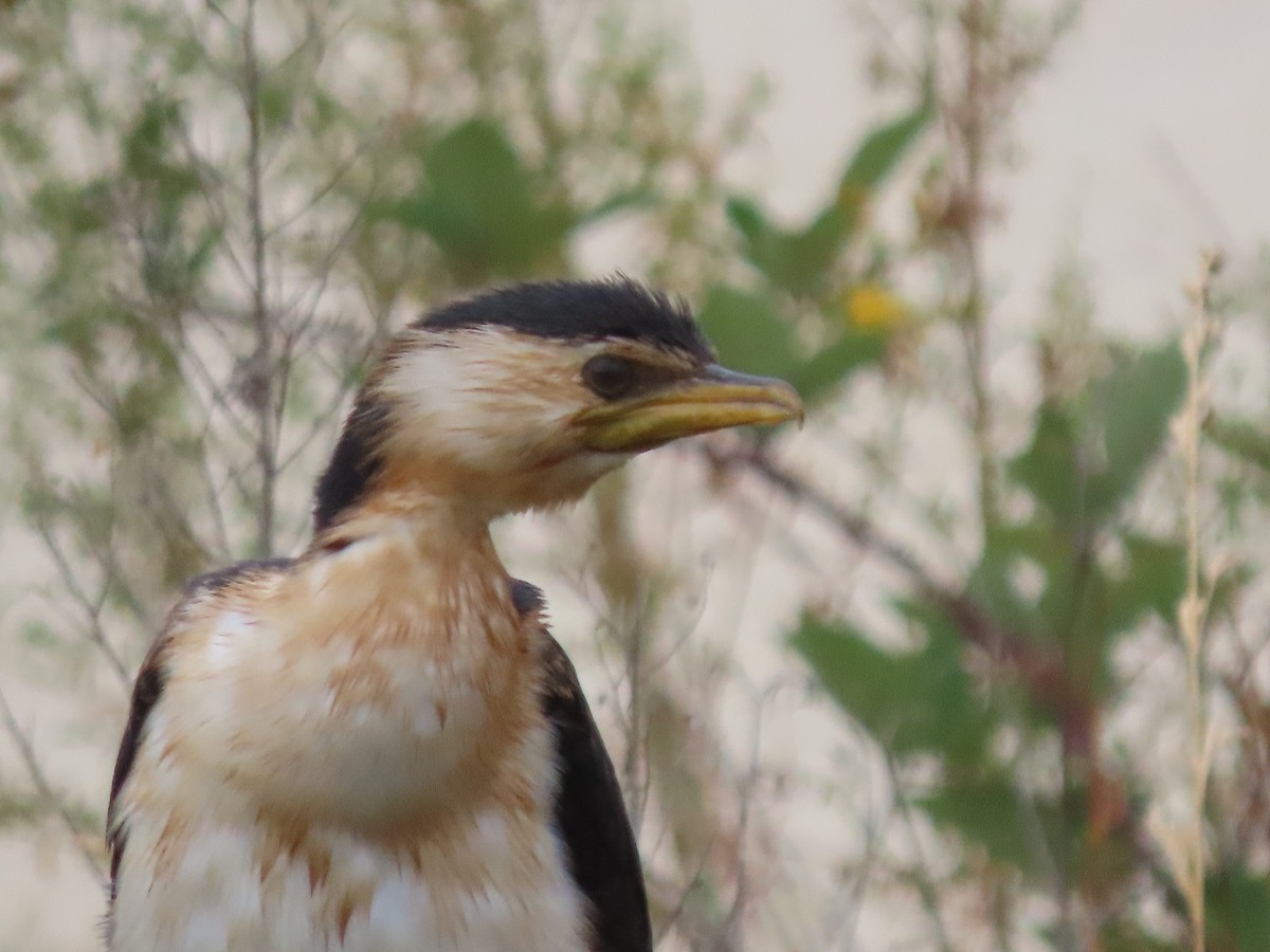 Little Pied Cormorant - ML646994833