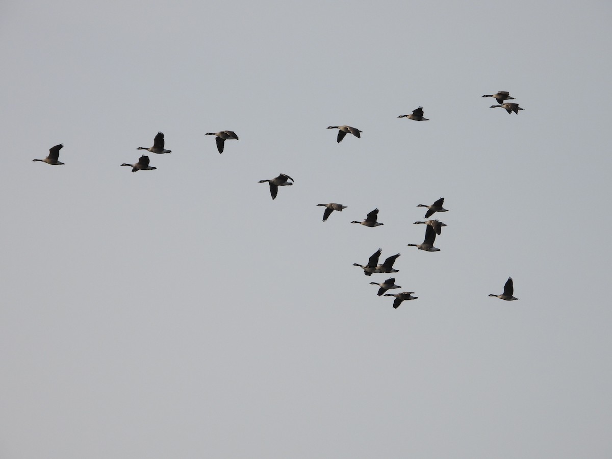 Branta kanadar handia - ML646994834