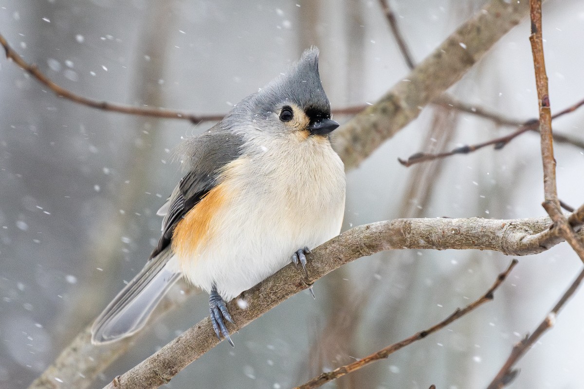 gråduskmeis - ML646994840