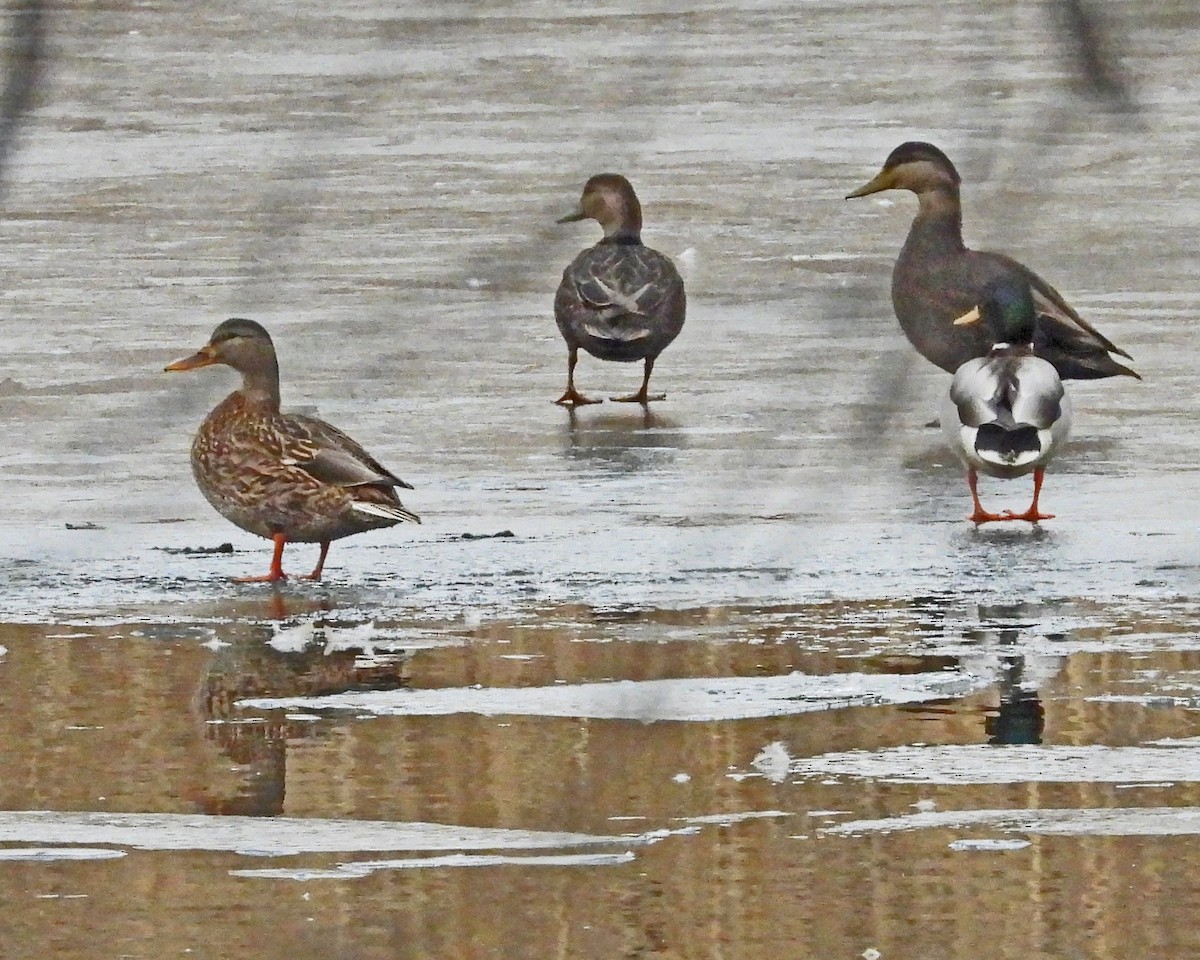 Mallard - ML646994841