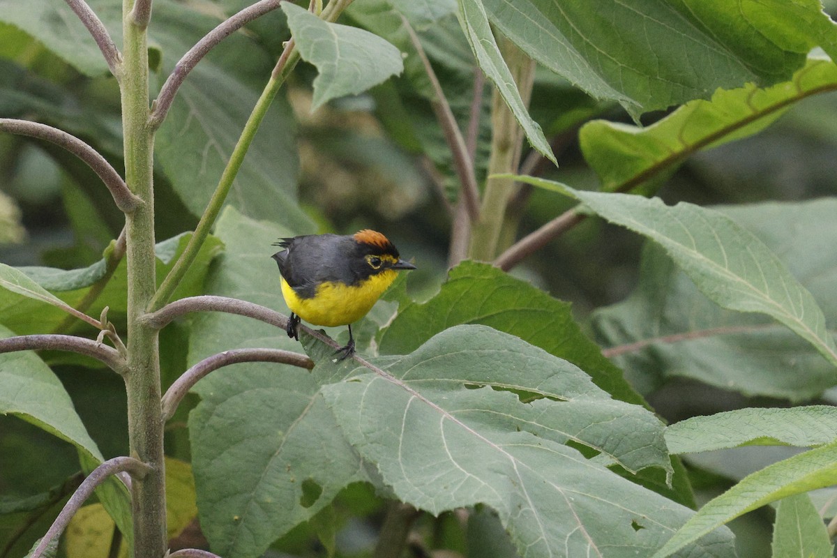 Spectacled Redstart - ML646994846