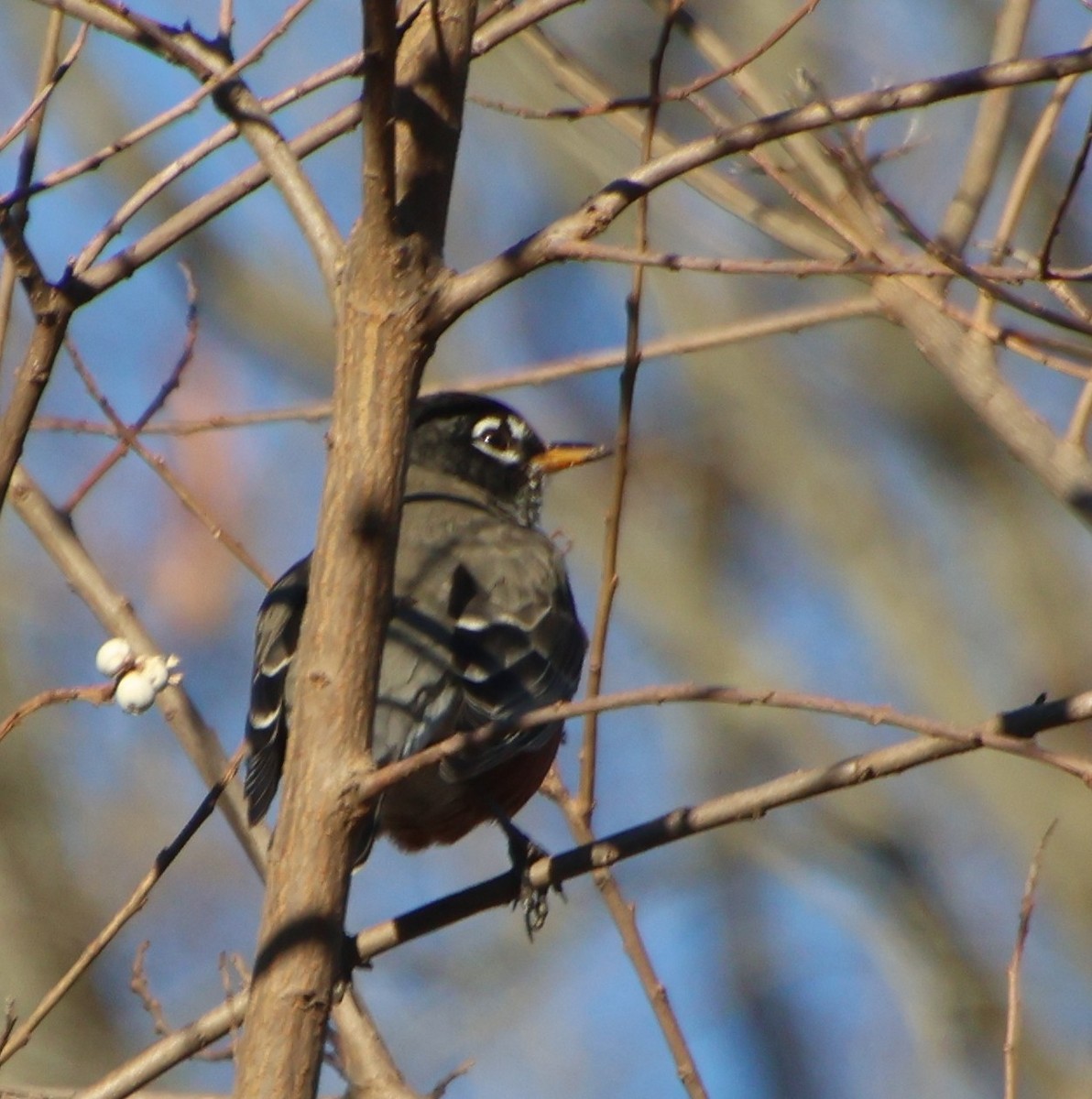 Göçmen Ardıç - ML646994850