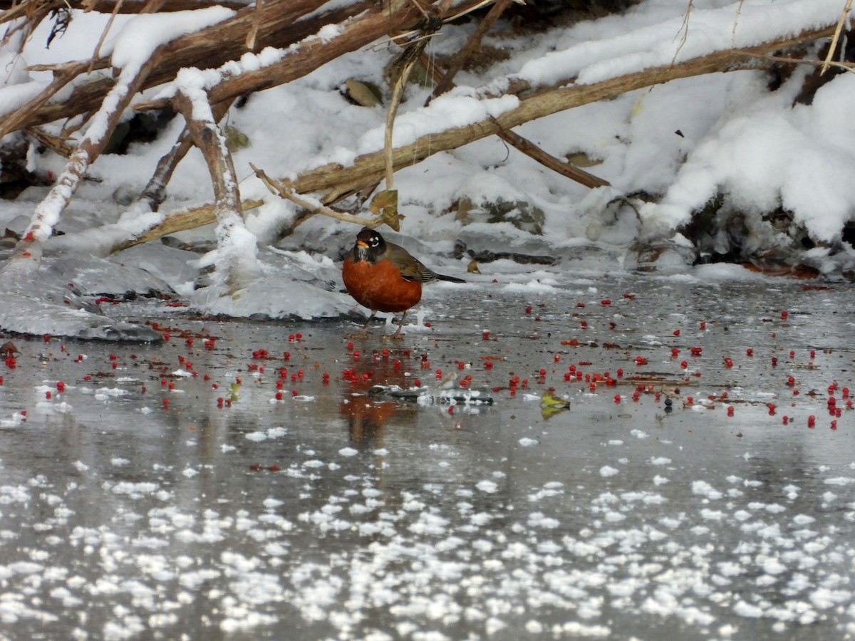 Zozo papargorria - ML646994851