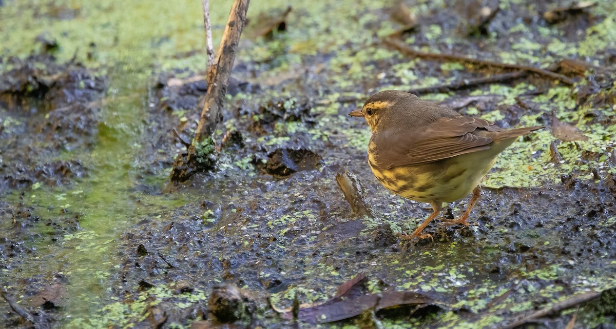 Northern Waterthrush - ML646994853