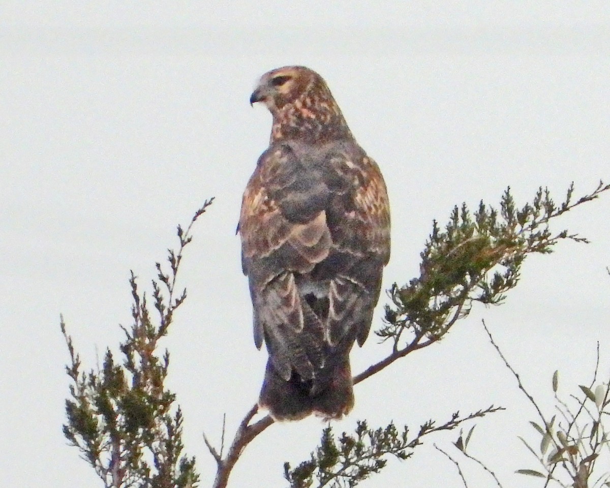 Northern Harrier - ML646994854