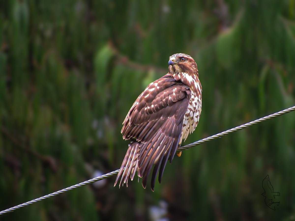 Broad-winged Hawk - ML646994857