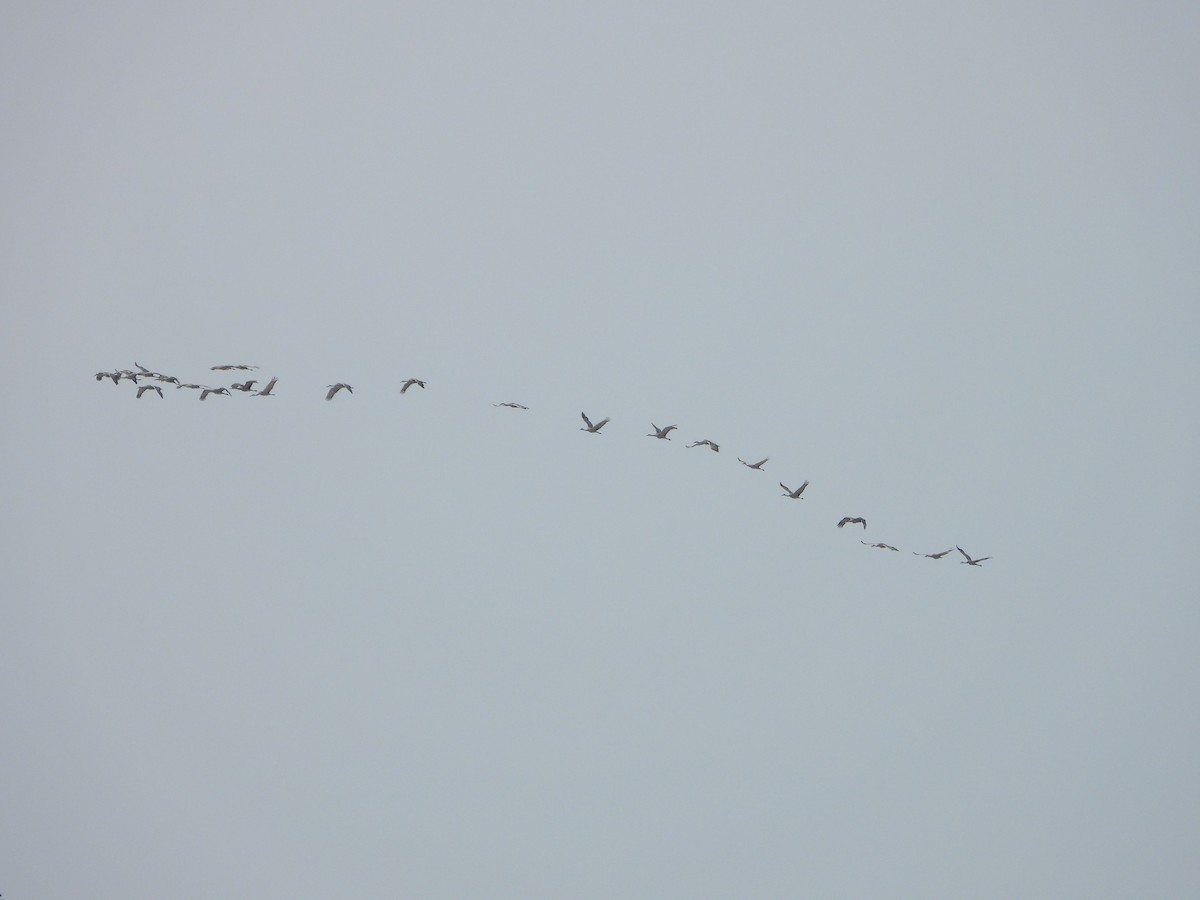 Kurrilo kanadarra - ML646994858